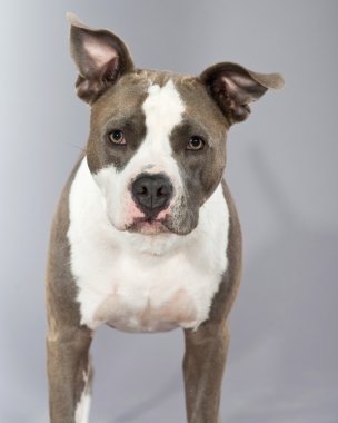 Amerikalı boğa korkunç portre. Beyaz benekli kahverengi. Stüdyo s