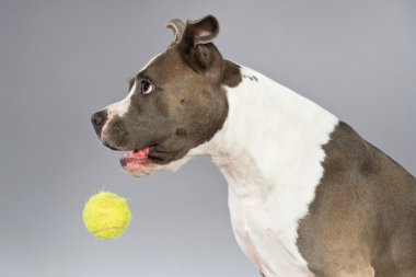 Tenis topu Amerikalı boğa korkunç portre ile oynuyor. kahverengi w