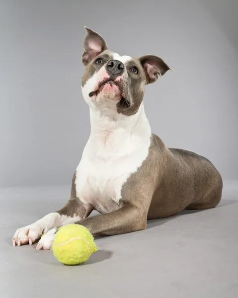 American bull terrier with a tennis ball. Brown with white spots — Stock Photo, Image