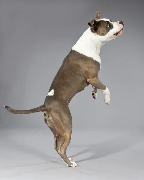 Playful jumping american bull terrier portrait. Brown with white — Stock Photo, Image