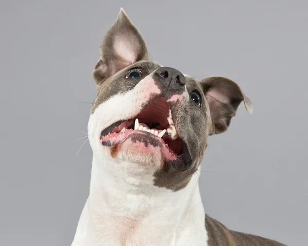 Alerte o retrato americano do terrier do touro. Castanho com manchas brancas. St. — Fotografia de Stock