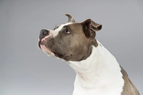 Alert american bull terrier portrait. Brown with white spots. St — Stock Photo, Image