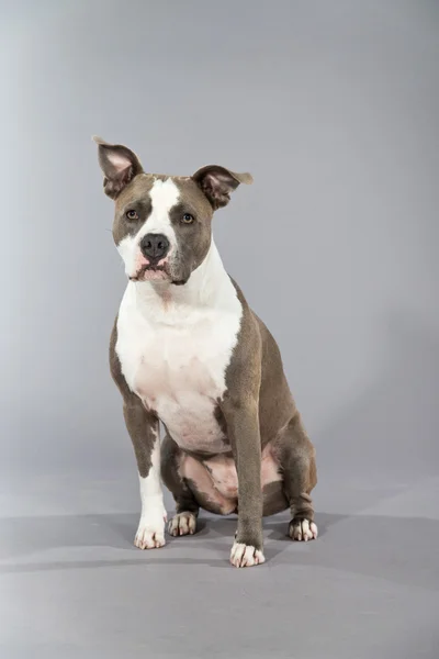 American bull terrier portrait. Brown with white spots. Studio s — Stock Photo, Image