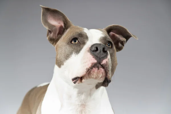 American bull terrier portrait. Brown with white spots. Studio s — Stock Photo, Image