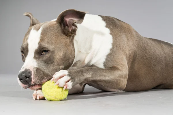 American bull terrier gnawing a tennis ball. Brown with white sp — Stock Photo, Image