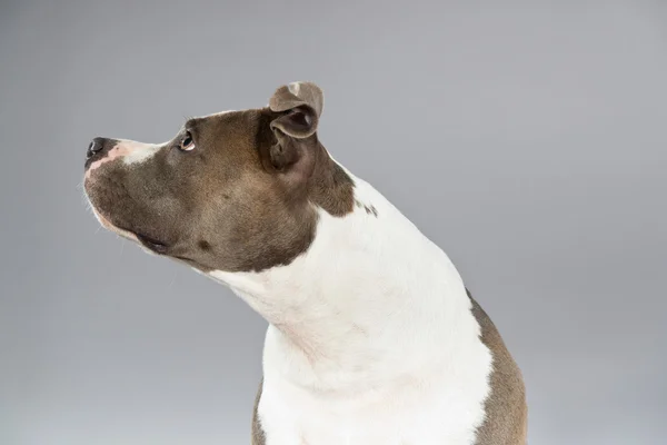 Alert american bull terrier portrait. Brown with white spots. St — Stock Photo, Image