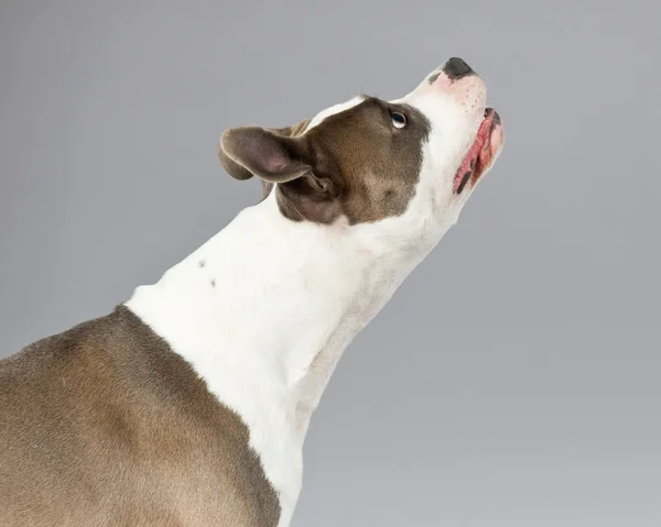 Alerte o retrato americano do terrier do touro. Castanho com manchas brancas. St. — Fotografia de Stock