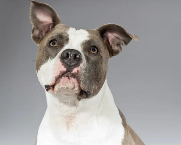 American bull terrier portrait. Brown with white spots. Studio s — Stock Photo, Image