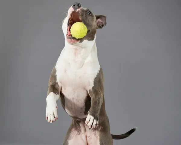 Apanhar uma bola de ténis americano touro terrier retrato. Esperteza castanha — Fotografia de Stock