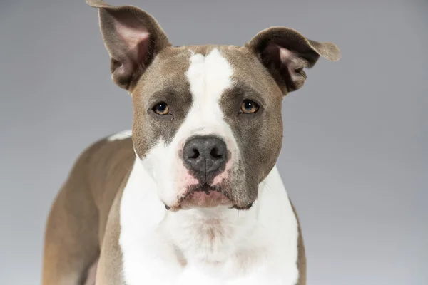 American bull terrier portrait. Brown with white spots. Studio s — Stock Photo, Image