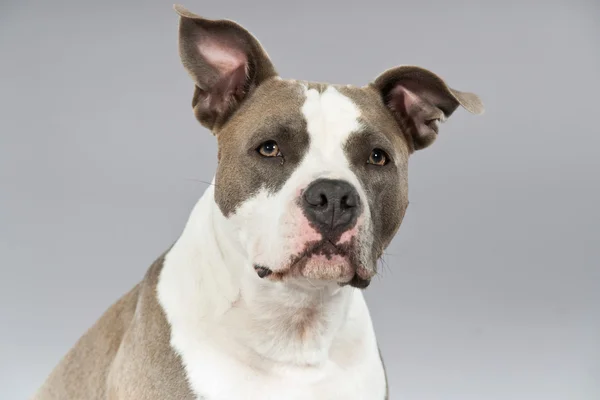 American bull terrier portrait. Brown with white spots. Studio s — Stock Photo, Image
