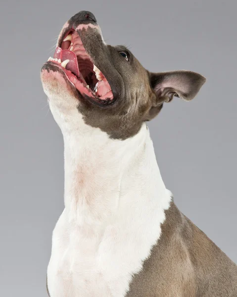 Alert american bull terrier portrait. Brown with white spots. St — Stock Photo, Image