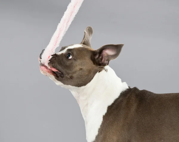 Biting in toy american bull terrier portrait. Brown with white s — Stock Photo, Image