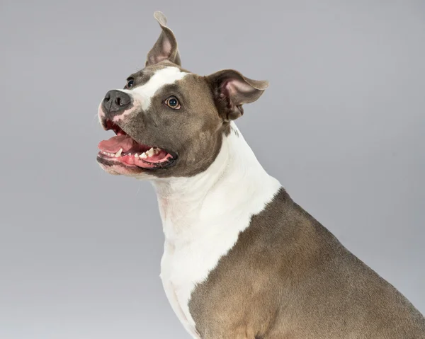 Alert american bull terrier portrait. Brown with white spots. St — Stock Photo, Image