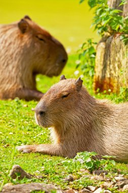 Two resting capybaras in zoo lying on grass. clipart