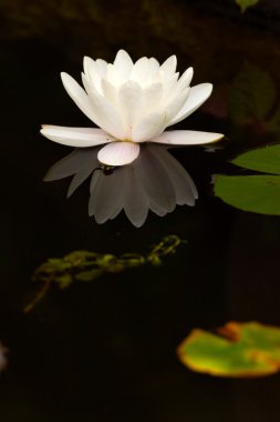 Beyaz nilüfer karanlık gölet.