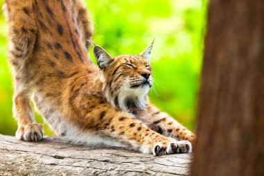 Lynx tırnaklarını gövdede çizilmemesi Hayvanat Bahçesi.