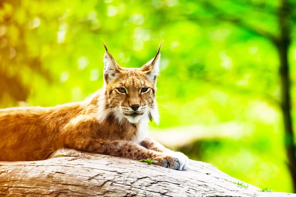 Ryś w zoo, leżącego na bagażniku. rozmazane tło zielony. — Zdjęcie stockowe