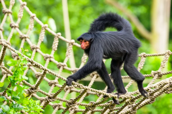 Red faced spider monkey in zoo walking on ropes. — Stock Photo, Image