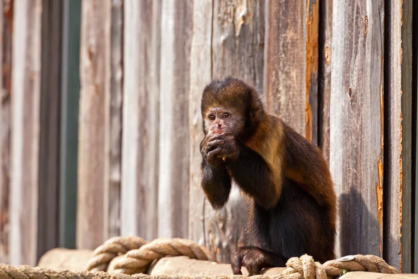 Jeden vlněný opice v zoo jíst mrkev z rukou. — Stock fotografie