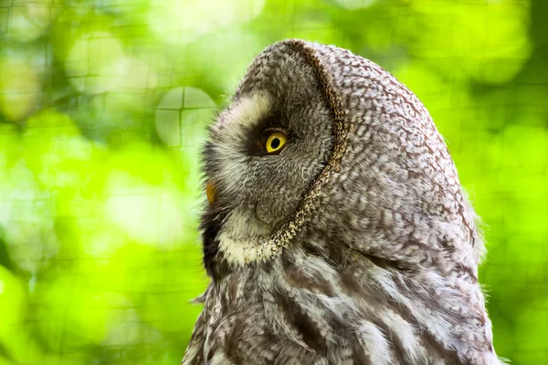 Närbild av stora grå Uggla med gula ögon i zoo. suddig gree — Stockfoto