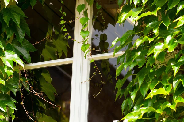 被绿色包围的木制白色窗口外部枫叶队。特写 — 图库照片