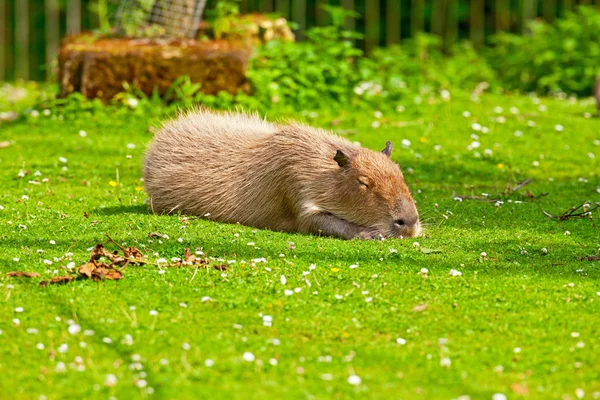 Odpoczynek Kapibara w zoo, leżąc na trawie. — Zdjęcie stockowe