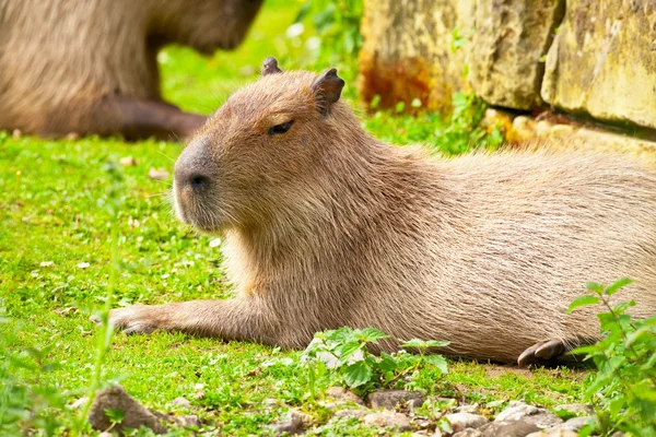 Odpoczynek Kapibara w zoo, leżąc na trawie. — Zdjęcie stockowe