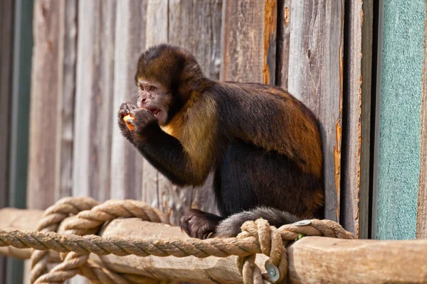 Single woolly monkey in zoo eating a carrot out of his hands. — Stock Photo, Image