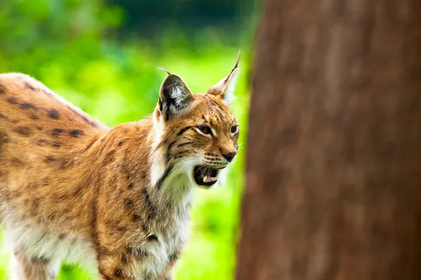 Tired yawning lynx in zoo showing his teeth. — Stock Photo, Image