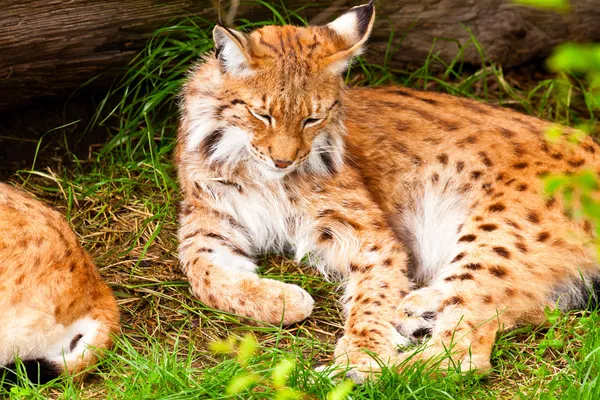 Çimenlerde yatmak lynx. — Stok fotoğraf