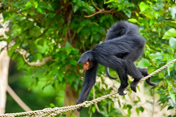 Red faced spider monkey in zoo walking on ropes. — Stock Photo, Image