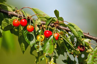 Close-up of cherrys on a branch. Blurred green background.