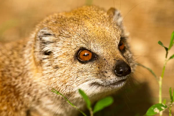 Close-up of a yellow mongoose in zoo. — Stock Photo, Image