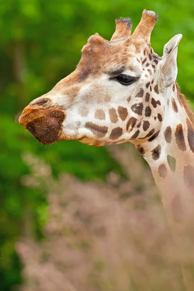 Rothschild giraffe in dierentuin. hoofd en de lange nek. — Stockfoto