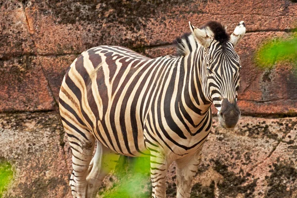 Zebra stojąca sama w zoo. — Zdjęcie stockowe