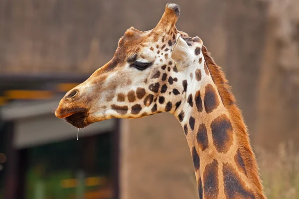 Girafa Rothschild no zoológico. Cabeça e pescoço longo . — Fotografia de Stock