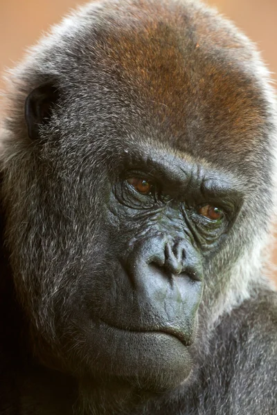 Közelkép a fej egy nyugati síkvidéki gorilla az állatkertben. — Stock Fotó