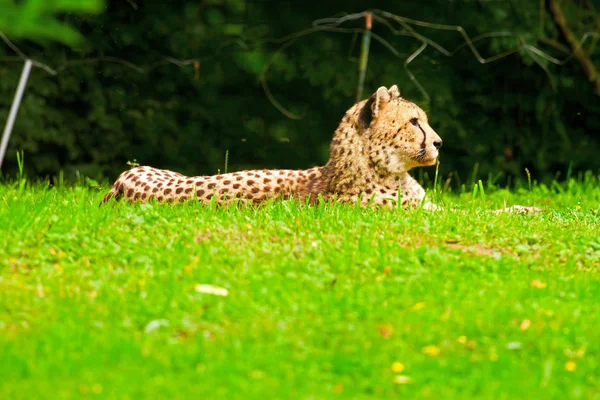 One lazy cheetahs resting in the grass in the zoo. — Stock Photo, Image