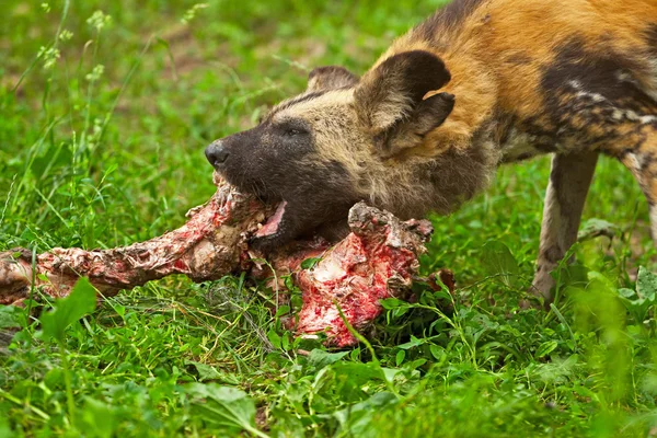 Afrikaanse wilde hond stuk vlees eten in dierentuin. — Stockfoto