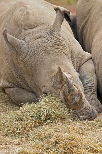 Un rinoceronte blanco perezoso durmiendo en el suelo en el zoológico . — Foto de Stock