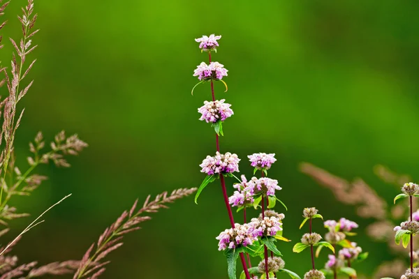 Primer plano de la flor rosa silvestre con fondo borroso verde . — Foto de Stock