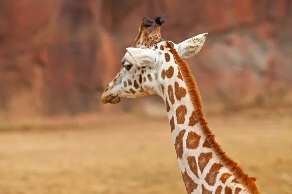 Rothschild giraffe in zoo. Head and long neck. — Stock Photo, Image