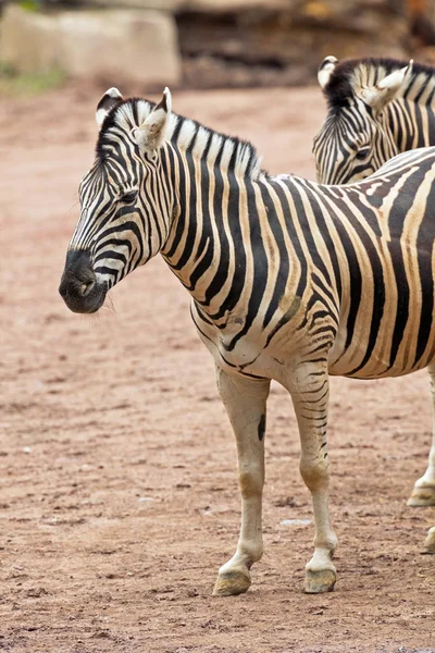 Две зебры стоят в зоопарке . — стоковое фото