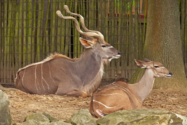 Zwei große Kudus im Zoo. Ausruhen. — Stockfoto