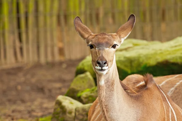 Kudu im Zoo. — Stockfoto