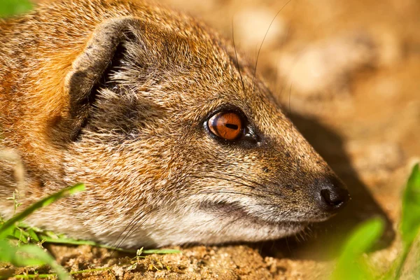 Närbild av en Gul mangust i zoo. — Stockfoto