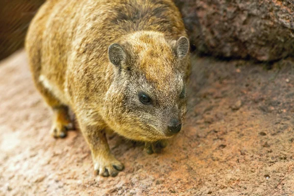 Hírax del cabo sobre una roca en el zoológico . — Foto de Stock