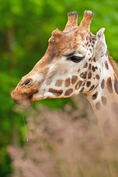 Żyrafa Rothschilda w zoo. głowy i szyi długi. — Zdjęcie stockowe