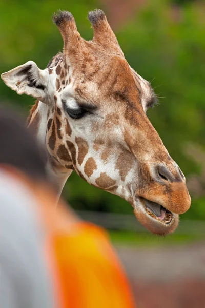 Rothschild giraff i zoo. huvud och lång hals. — Stockfoto